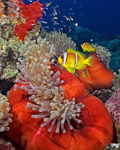 "Anemone City" by Henry Jager 